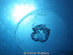 Beautiful Jellyfish in Gabr El Bint Egypt.
 by Daniel Slattery 